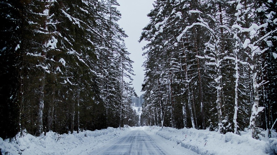 Bild på en snöig och hal väg omgiven av tät barrskog Foto: Pexels