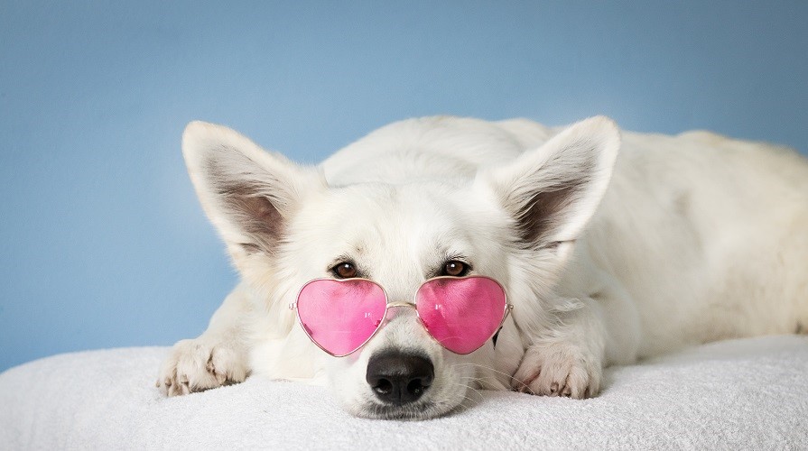 Hund med hjärtglasögon Foto: Pexels