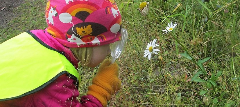 Ett barn undersöker en vit blomma med förstoringsglas.