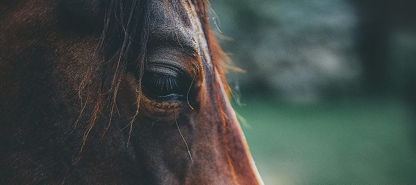 Ögat och profilen på en brun häst.