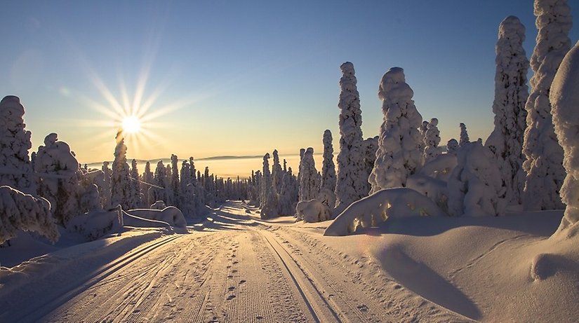 Vinter i skogen och soluppgång. Foto: Pexels 
